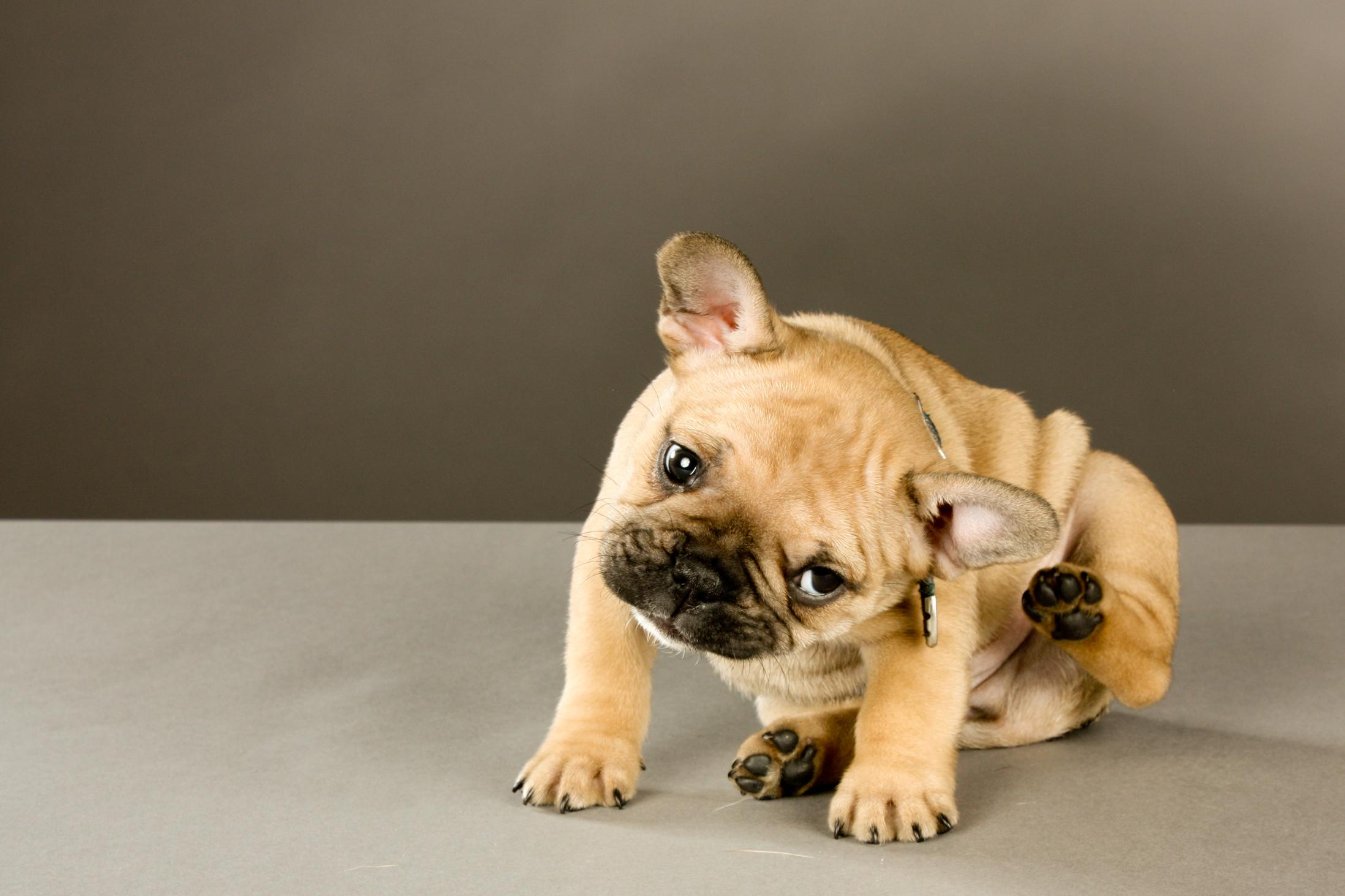 Fleas, Ticks, Mosquitoes, and Heartworms: 10 Questions Lehi Pet Owners Should Be Asking