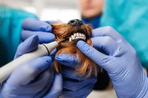 Pet Dental Services In Lehi Lehihillsvet (2)