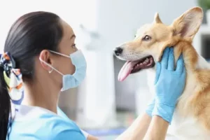 Pet Dental Services In Lehi Lehihillsvet (3)