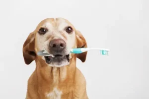 Pet Dental Services In Lehi Lehihillsvet
