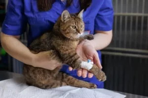 Pet Surgery In Lehi Lehihillsvet (2)