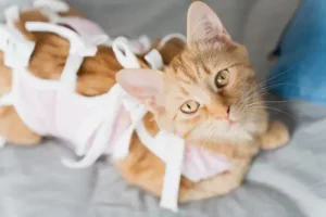 Pet Surgery In Lehi Lehihillsvet (3)