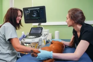 Pet Ultrasound In Lehi Lehihillsvet (3)