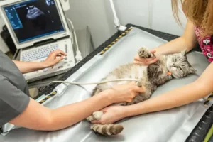 Pet Ultrasound In Lehi Lehihillsvet