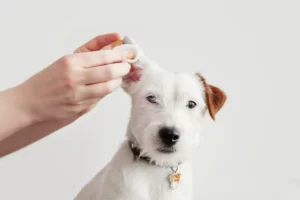 Dog Ear Exam