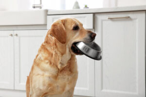 Dog Eat 1