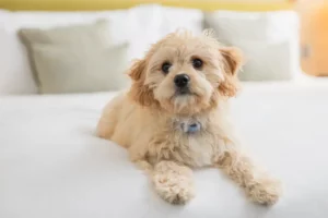 Dog On Bed