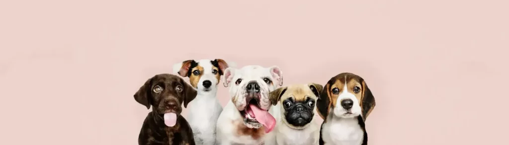 Line Of Dogs 1