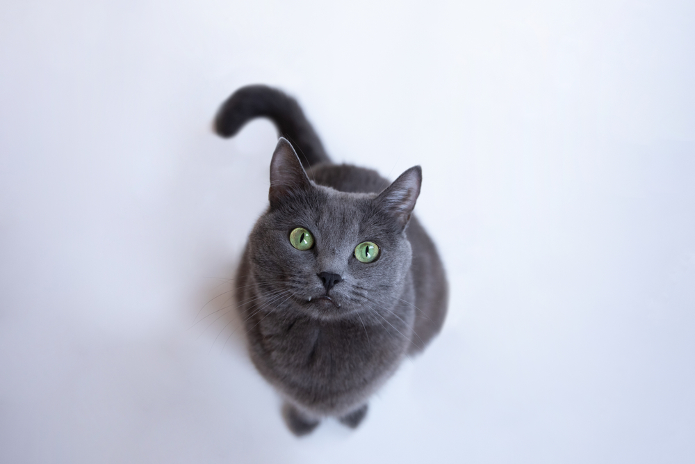 Gray,fluffy,cat,with,green,eyes,sits,on,a,white
