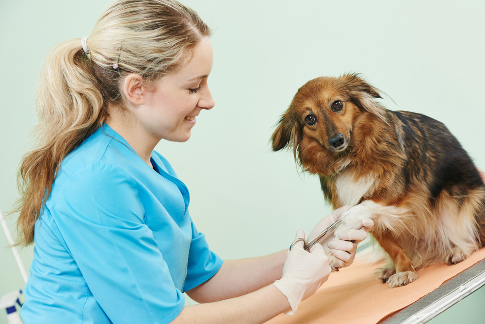 Female,veterinarian,surgeon,worker,treating,dog,in,veterinary,surgery,clinic