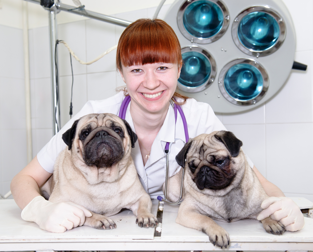 Doctor,hugging,two,dogs,in,a,veterinary,clinic