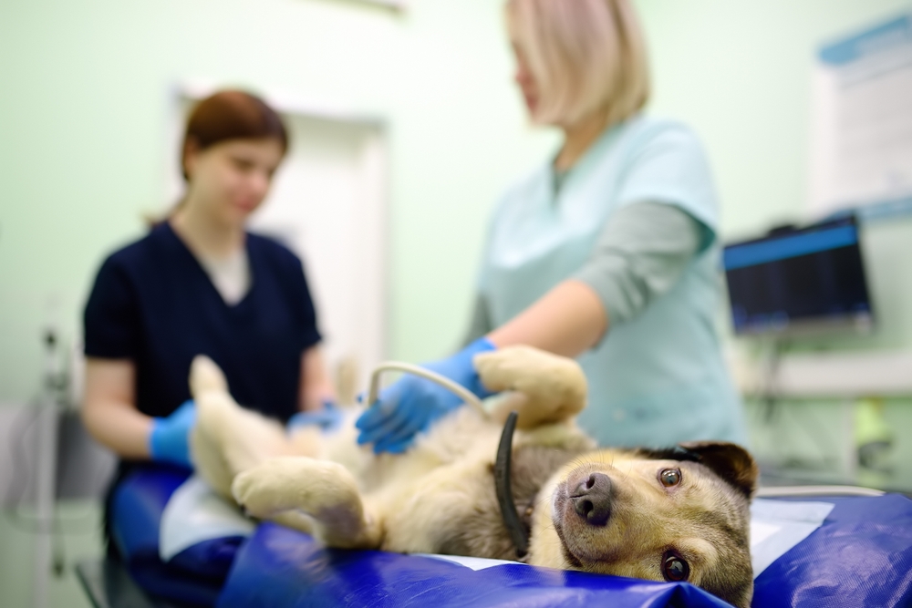 Dog,having,ultrasound,scan,of,abdominal,cavity,during,the,examination