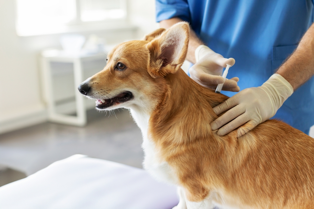 Pembroke,welsh,corgi,dog,receiving,vaccination,,sitting,on,table,in