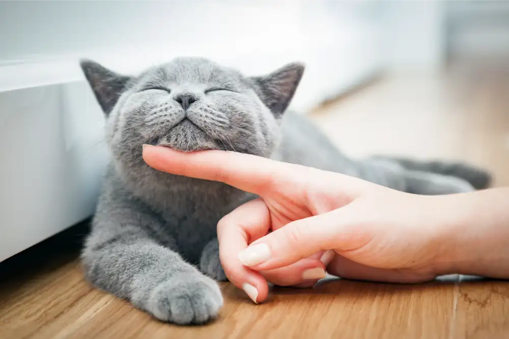 Smiling Cat